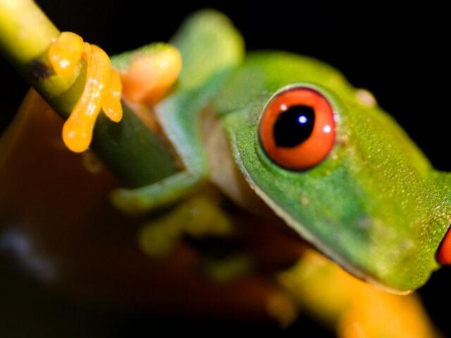 articleceofrog