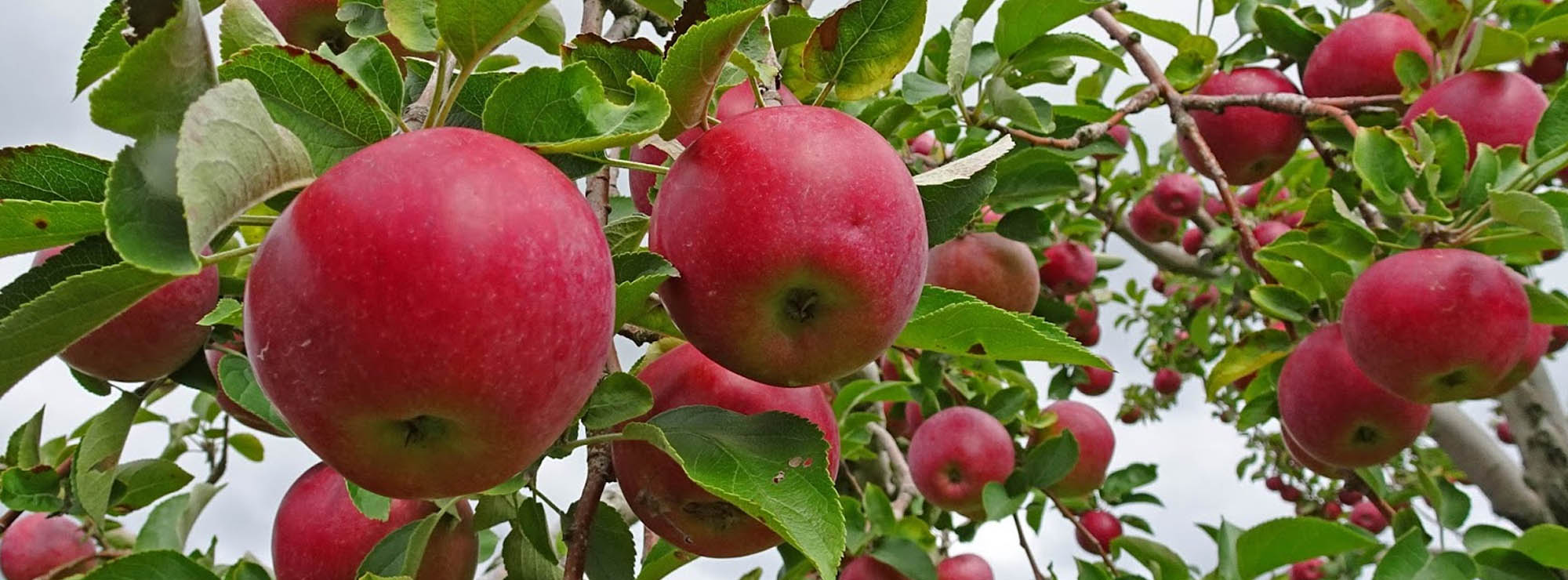 Meet the new harvesting robots that can pick 10,000 apples an hour ...