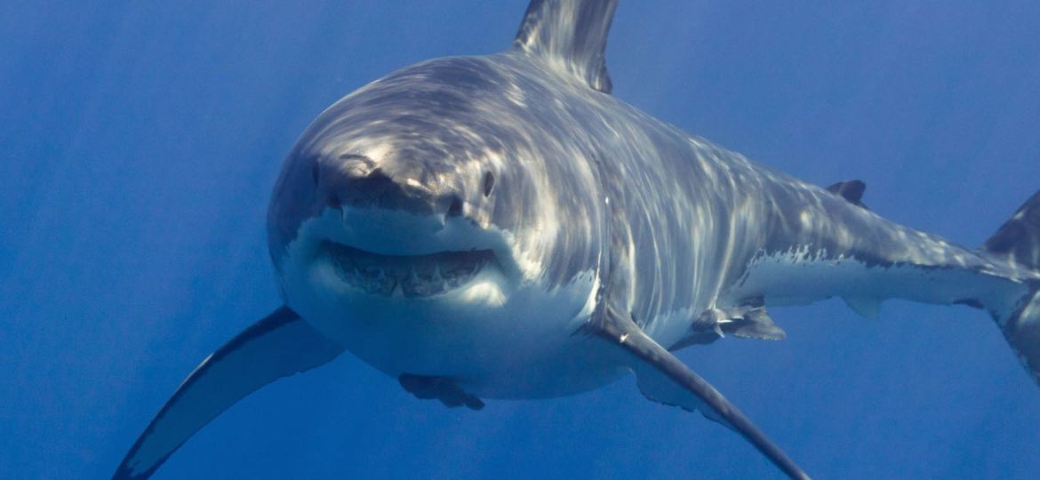 shark