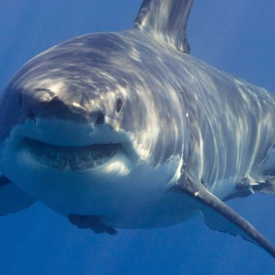 shark