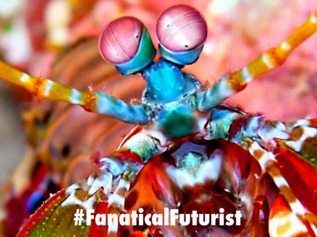 futurist_biological_cameras