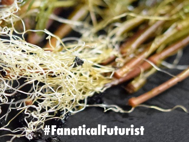 futurist_robot_plants