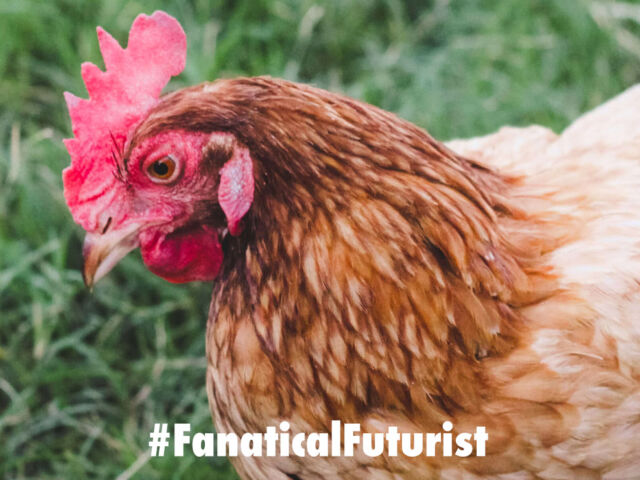futurist_chickens