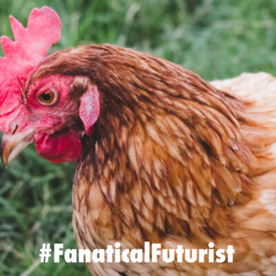 futurist_chickens
