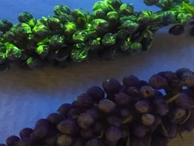 futurist_martian_plants