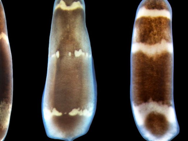 futurist_regeneration_harvard