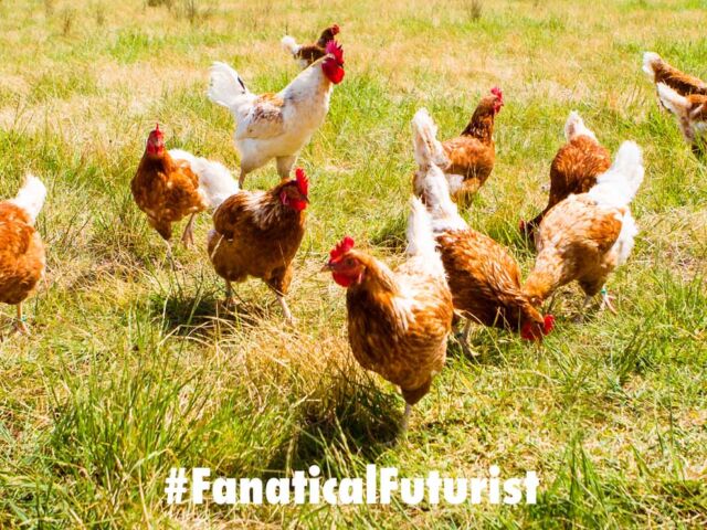 futurist_chicken_just