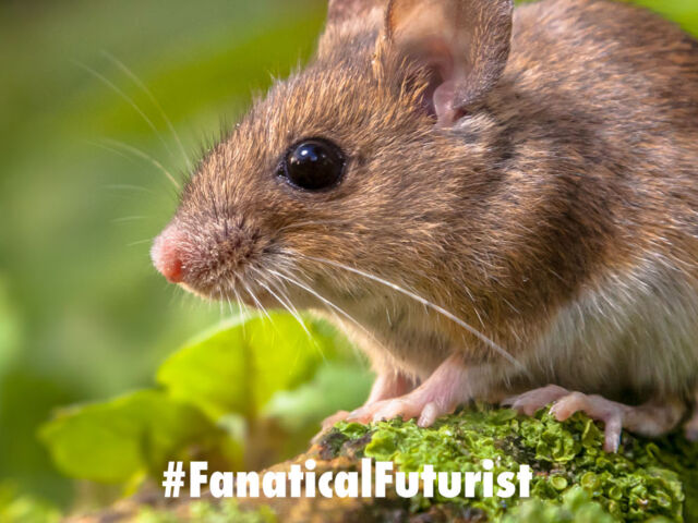 futurist_mouse_toe_regen