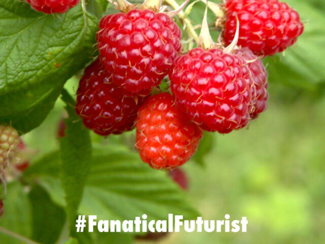 futurist_raspberry_robot