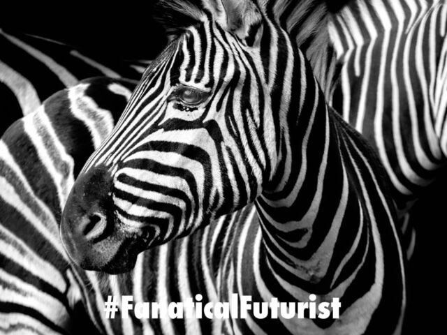 futurist_zebra_meat