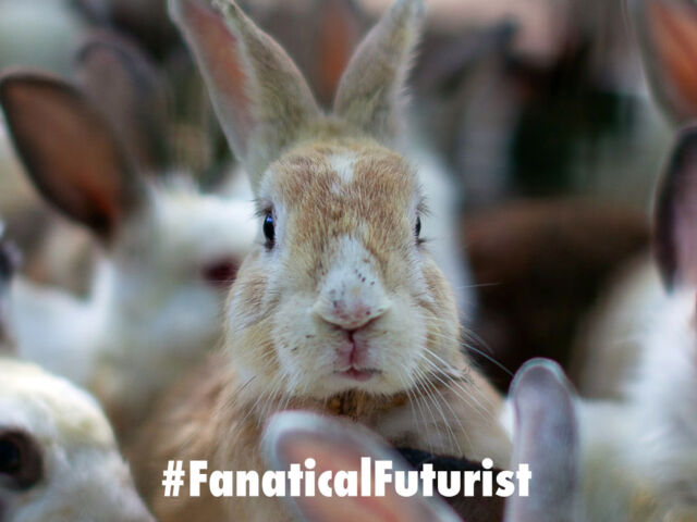 futurist_bunny