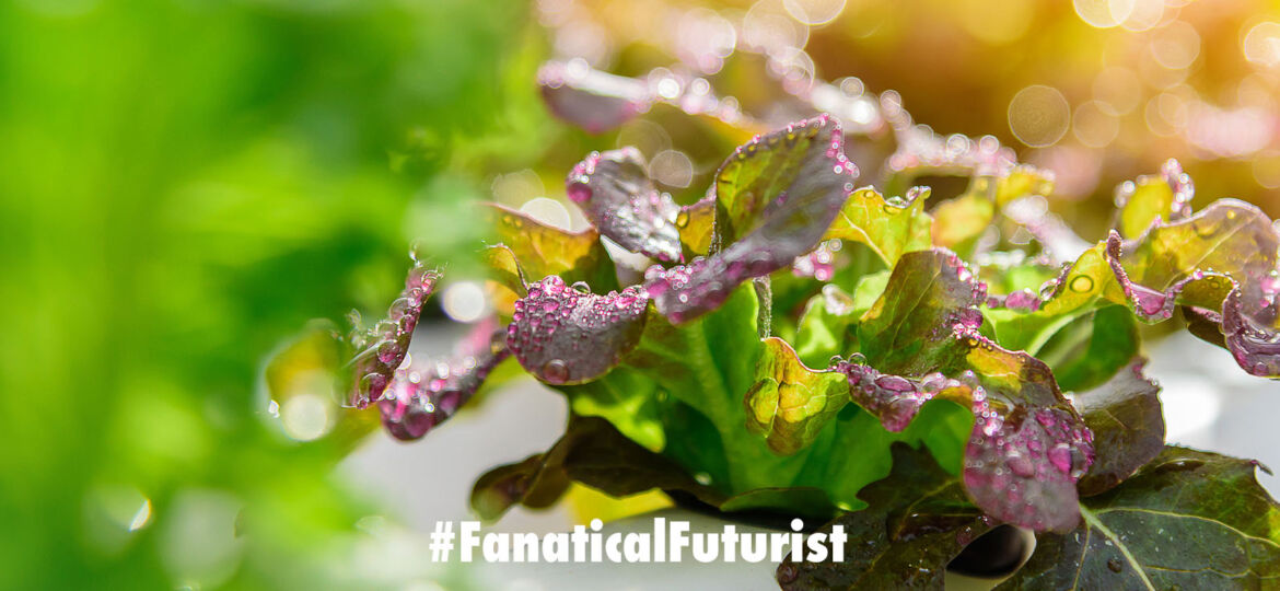 futurist_ocado_vertical_farms