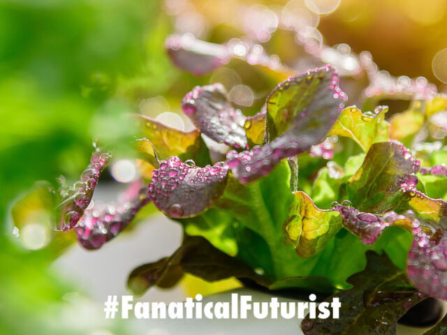 futurist_ocado_vertical_farms