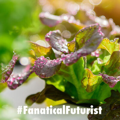futurist_ocado_vertical_farms