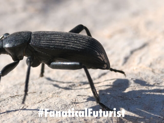 futurist_beetle_cam