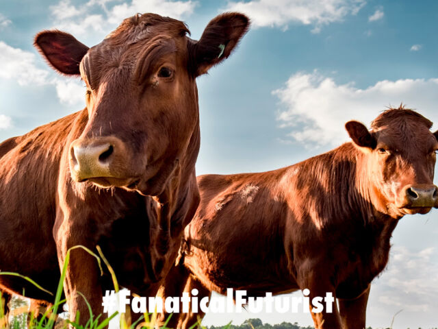 futurist_super_cows_crispr