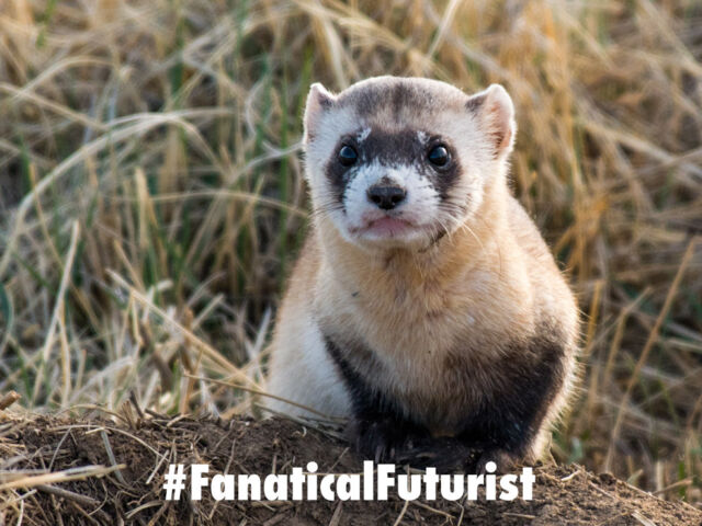Futurist_ferret