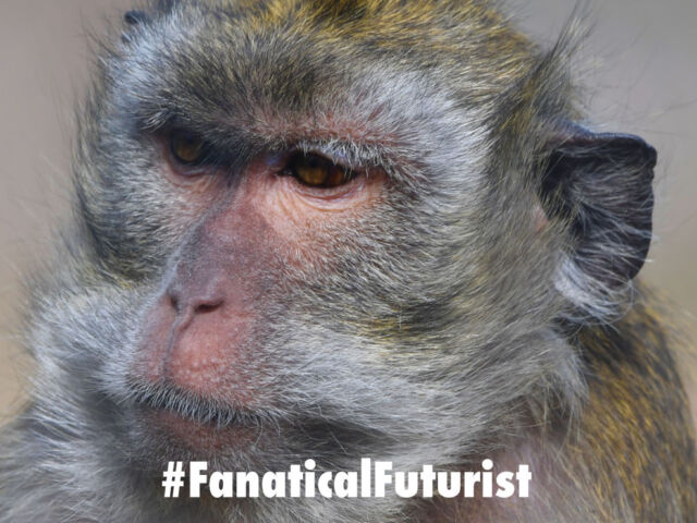 Futurist_macac_monkey