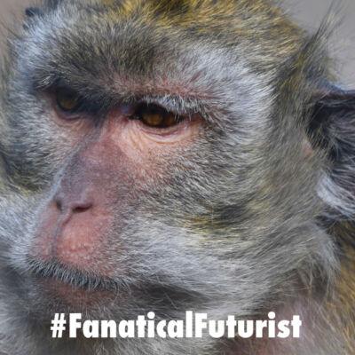 Futurist_macac_monkey