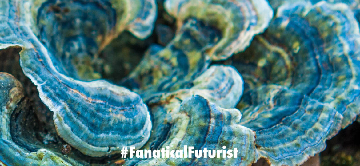 Futurist_fungal_computer