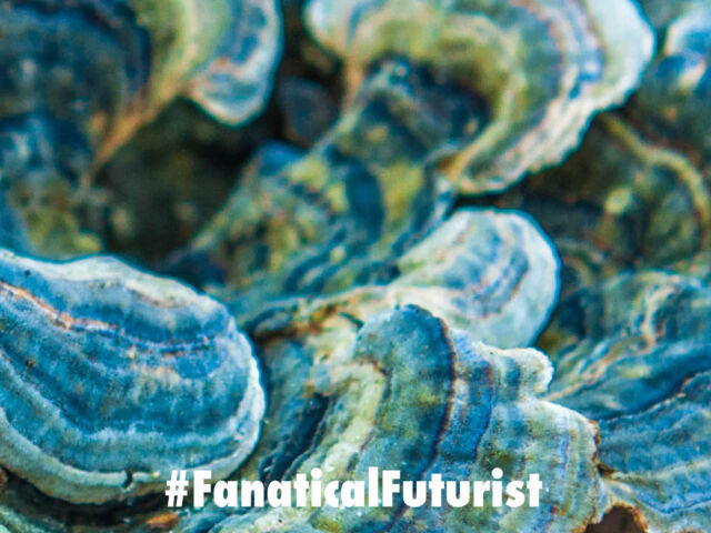 Futurist_fungal_computer
