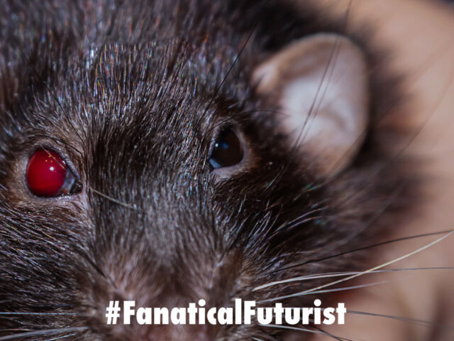 Futurist_rat_cyborg