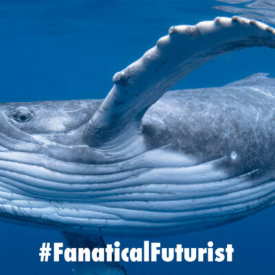 Futurist_whaleswimsuit