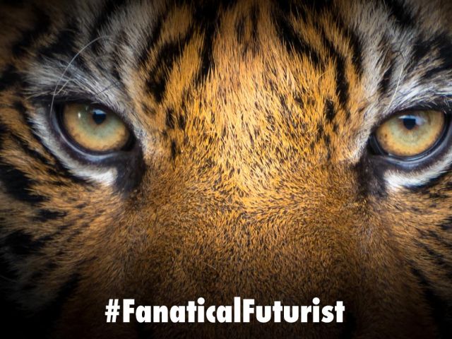 Futurist_tigermeat