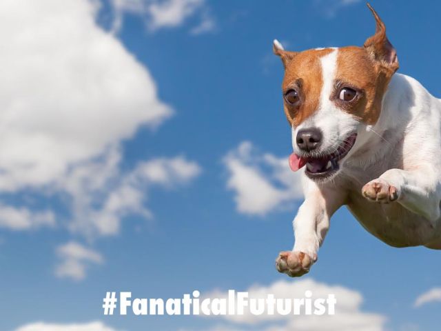 Futurist_metadog