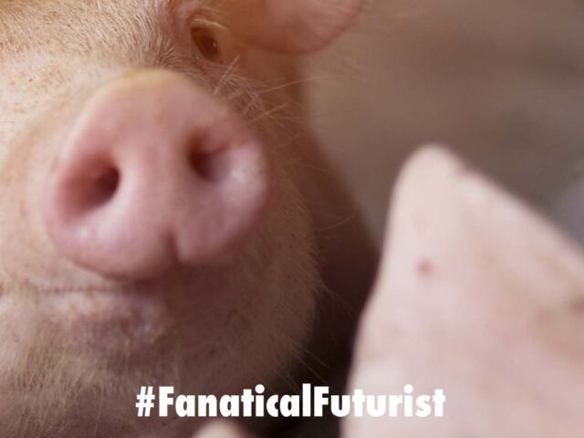 Futurist_porcinev