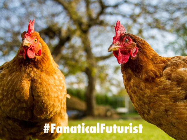 Futurist_superchicken