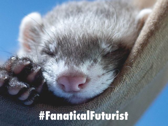 Futurist_Bferret