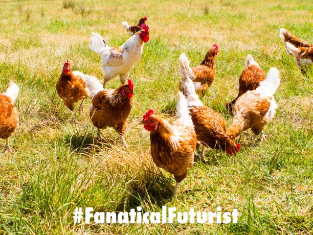 Futurist_chickentalk