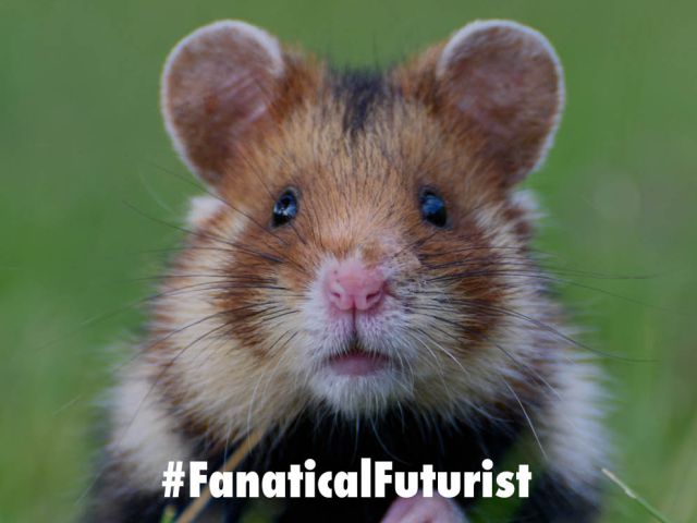 Futurist_hamstercombat