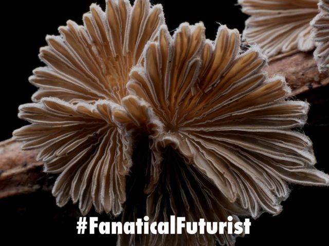 Futurist_fungusbot