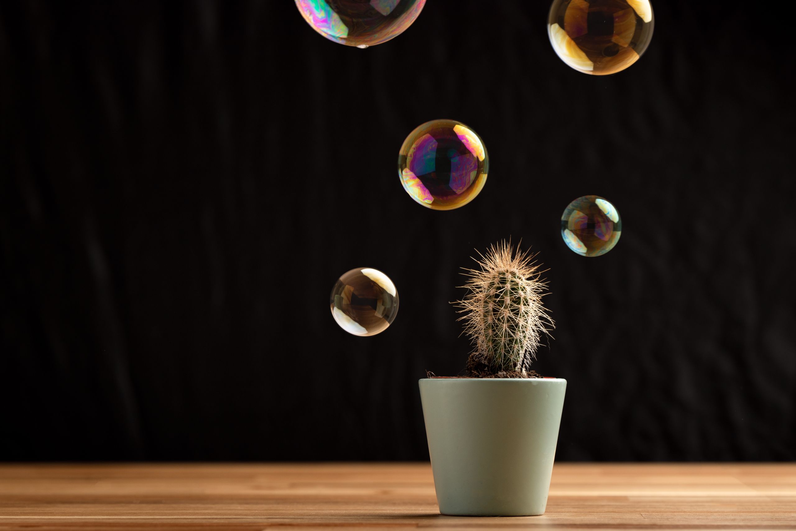 Soap,Bubble,Floating,On,Air,Close,To,Cactus,Succullent,On