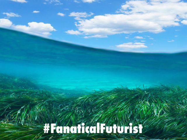 Futurist_seagrasshopper