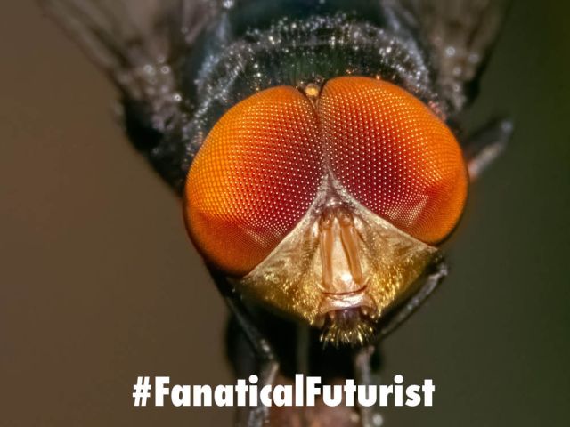 Futurist_flybrain