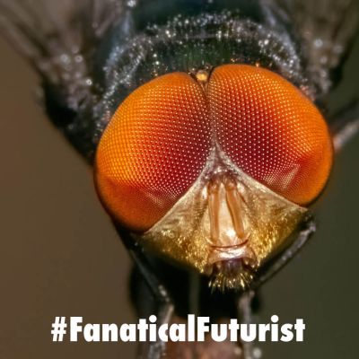 Futurist_flybrain